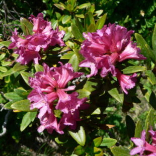 Faune et flore de Belledonne