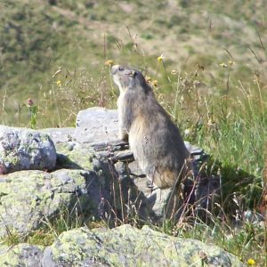 Marmottes à Montsapey