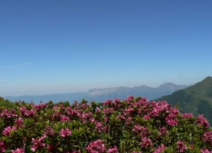 Rhododendron au Grand Arc