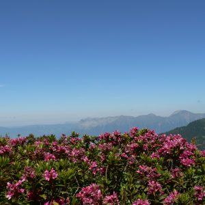 Alpage fleuri en Lauzière