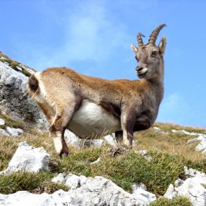 Bouquetin en Lauzière