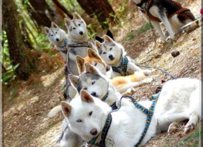 Chien nordique - Cani-rando