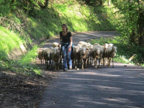 Ferme des Cathelins