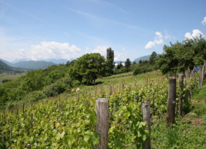 Vignes Aiton