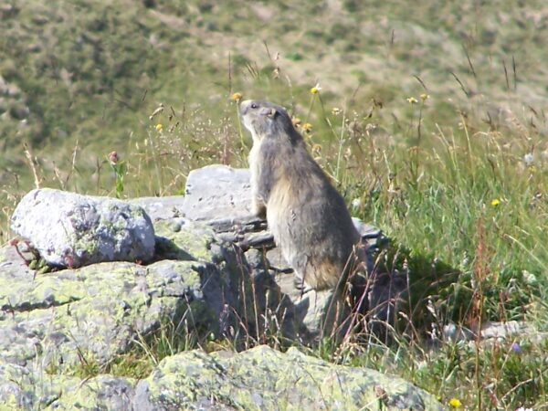 Marmotte en Belledonne