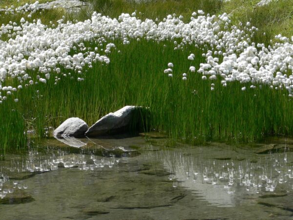 Flore de Belledonne