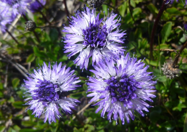 Flore de Belledonne