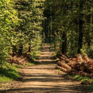 Forêt en Porte de Maurienne