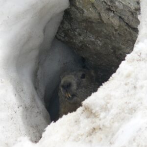 Marmotte et neige