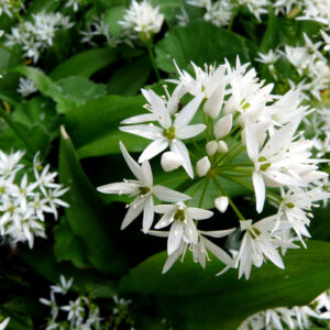Fleurs d'ail des ours