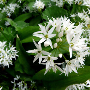 Fleurs d'ail des ours