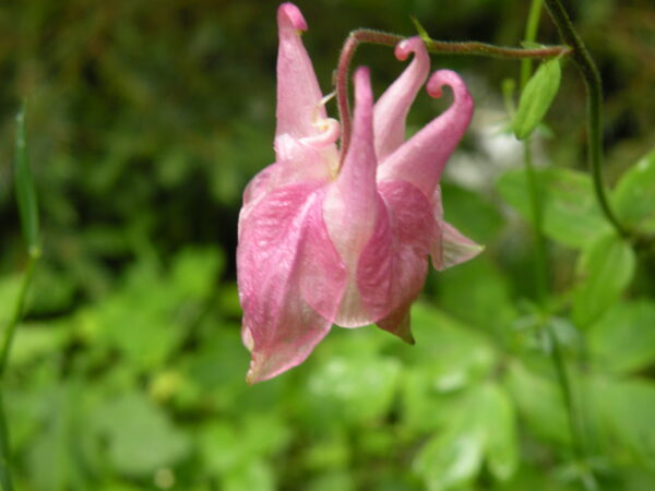 Flore de montagne