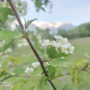 Plantes à la ferme Hurtirèves