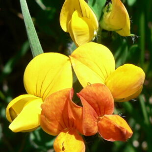 Flore de montagne