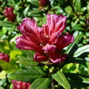 Flore de montagne