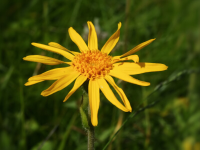 L'arnica des montagnes