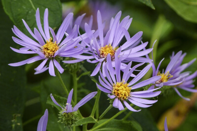 L'aster des alpes