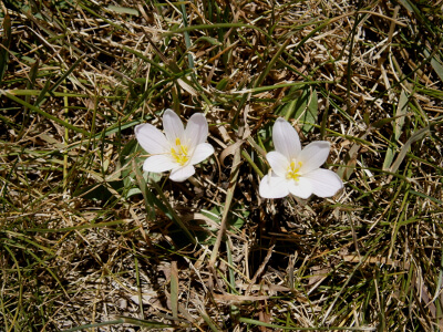 Le colchique des alpes