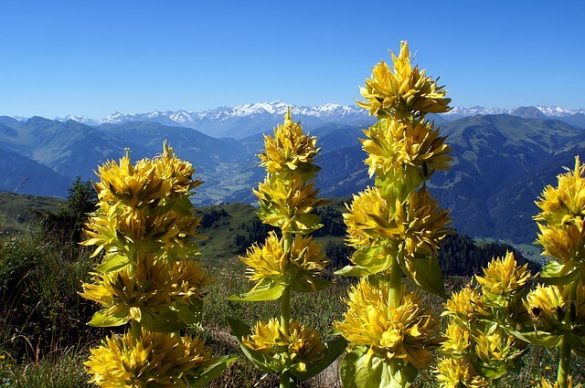 La gentiane jaune