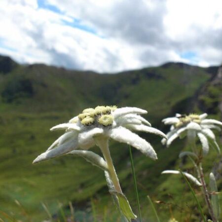 Flore de montagne