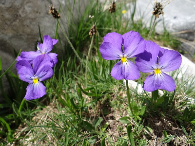 pensées des alpes