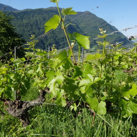 Vignes Sartos du Bec