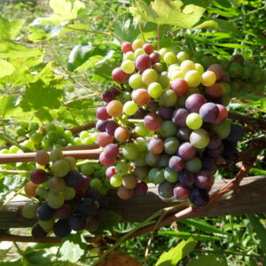 vignes