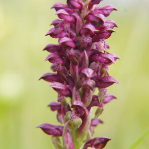 Orchidée