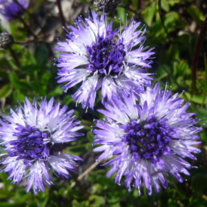 Faune et flore en Belledonne