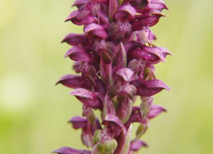 Orchis Punaise Philippe Freydier