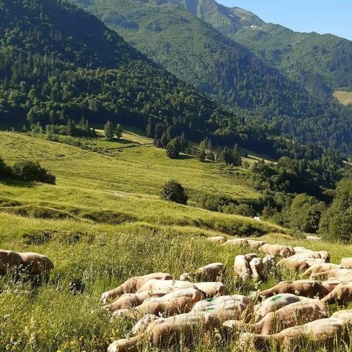 Brebis - Ferme des Cathelins à Montsapey