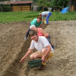 plantation du safran