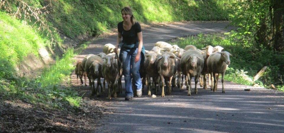 Ferme des Cathelins