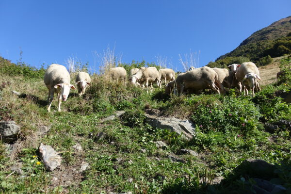 brebis en alpage ferme des cathelins
