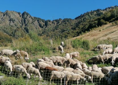 brebis troupeau montsapey