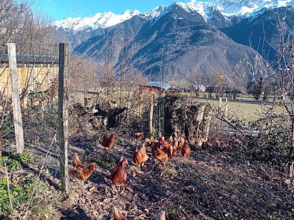 poules de la ferme du fornet